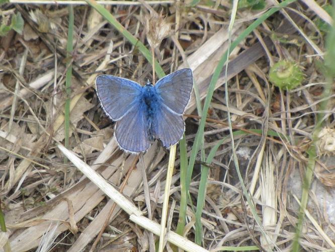 Farfalla
